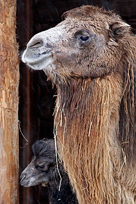 camello.jpg